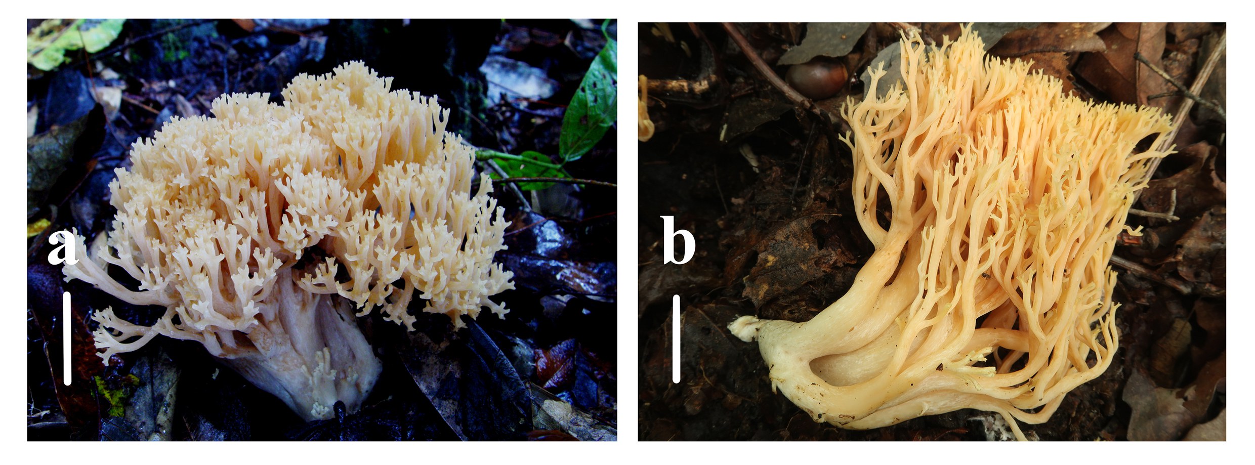 Figure 24